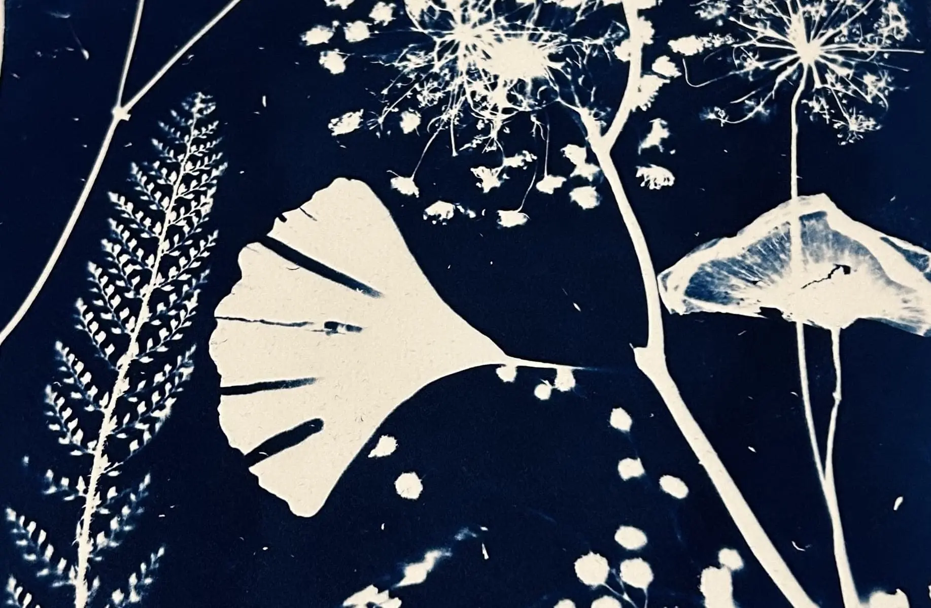 cyanotype a4tje met botanisch tafereel