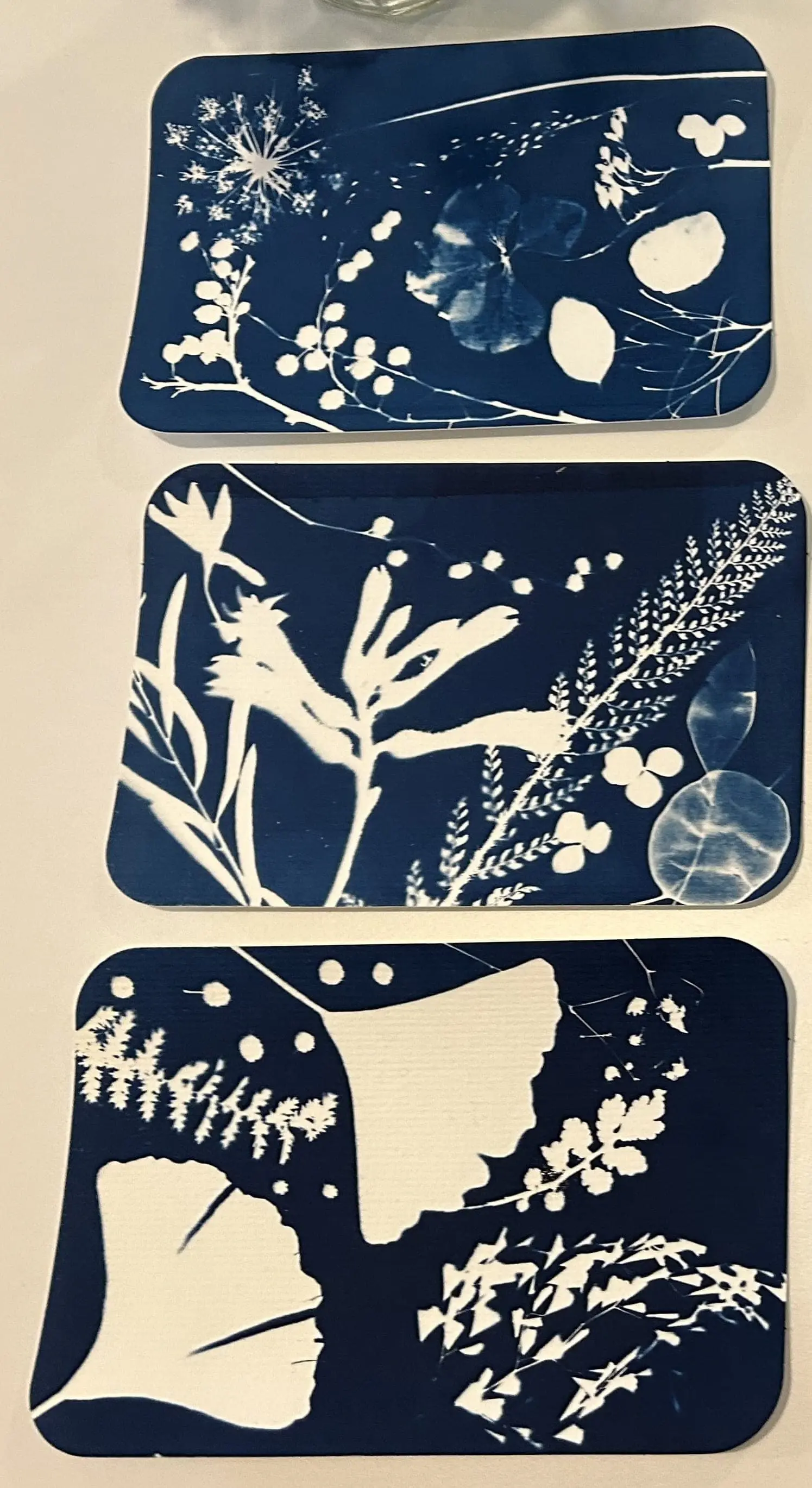 cyanotype op kaartjes met botanisch tafereel